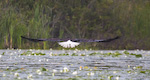 Bald Eagle In Flight